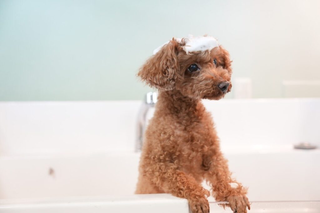 Dog Salon QC