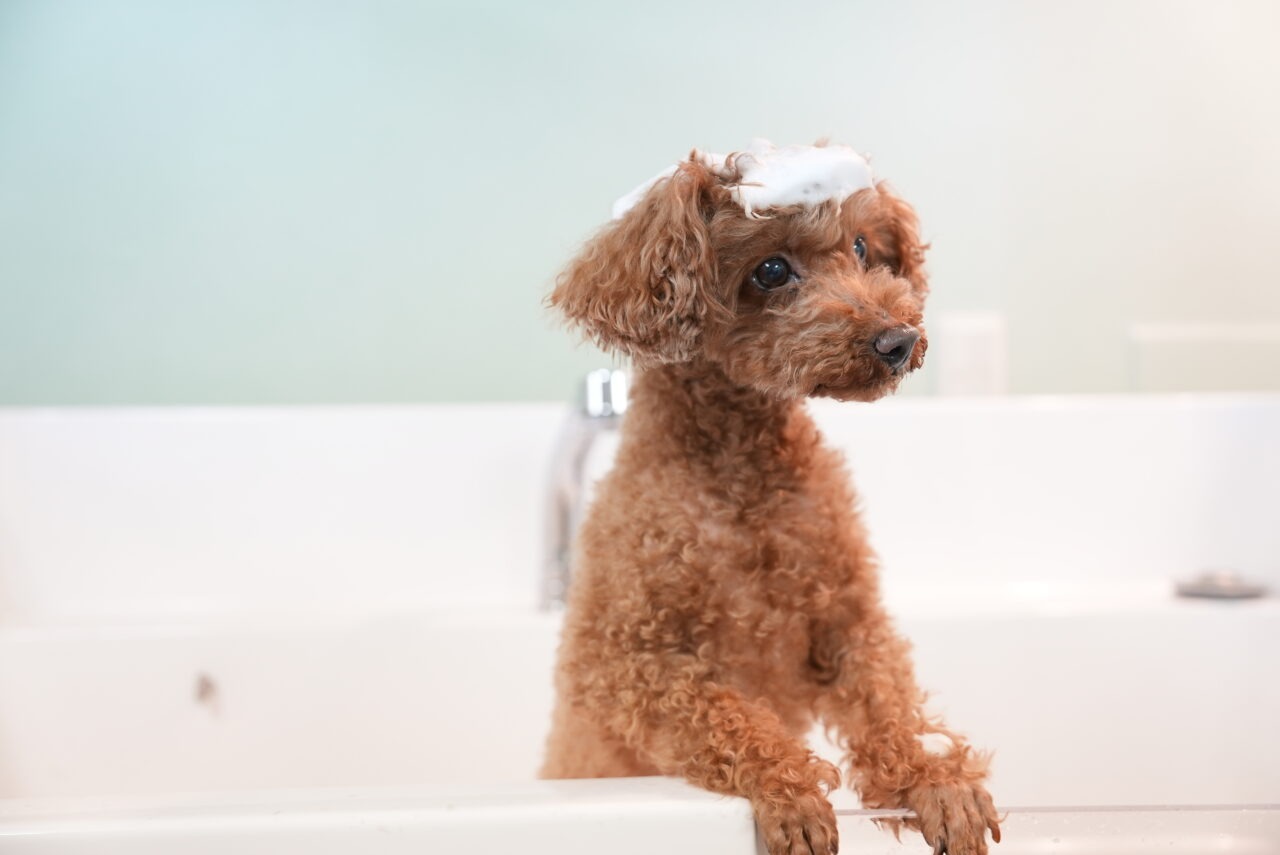 Dog Salon QC｜おさんぽ途中に手ぶらでOK♪セルフで愛犬ケア【日野市新町】