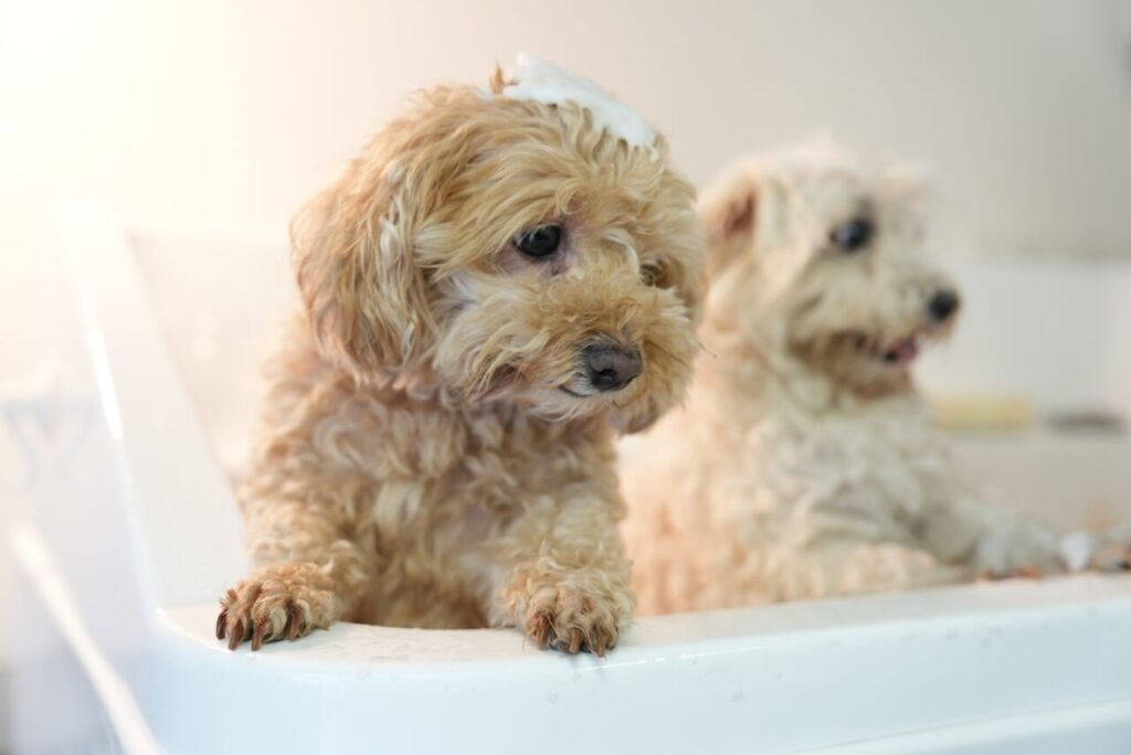 Dog Salon QC