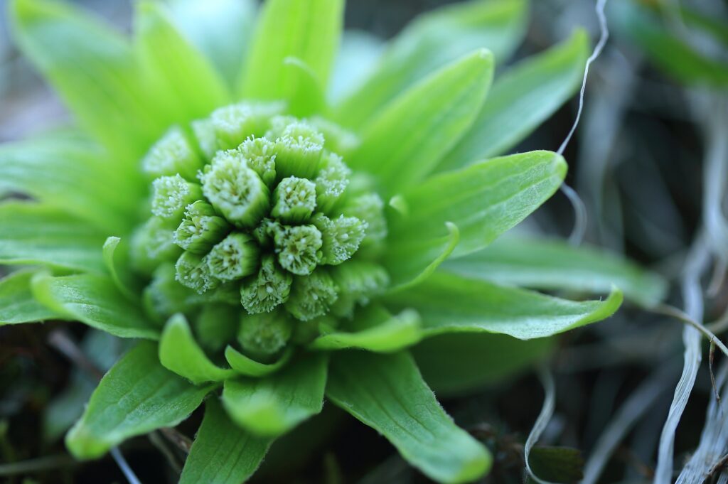 ふきのとう 絵本